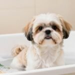 How to Choose a Shih Tzu Shampoo (Without Guessing)